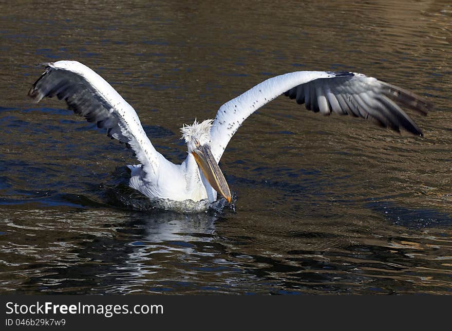 Pelican