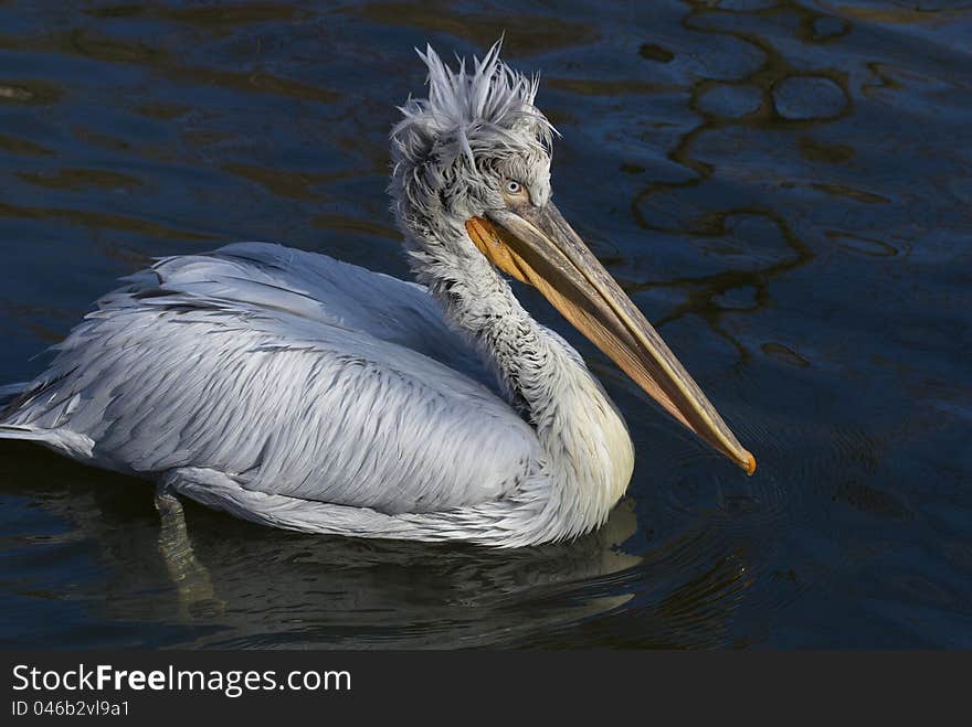 Pelican