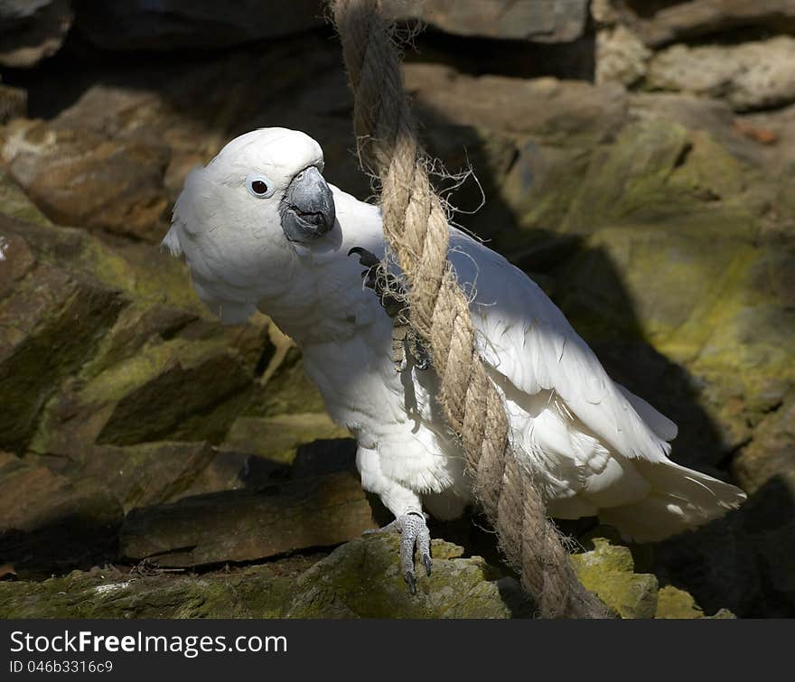 Kakadu parrot