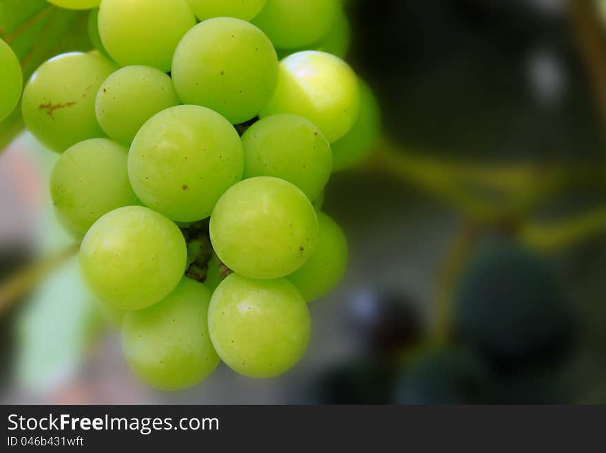 Photo of purple vine and green grapes. Photo of purple vine and green grapes