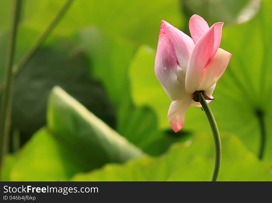 Photo of pink lotus flowers