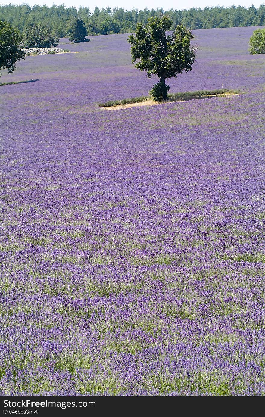 Provance lavander field