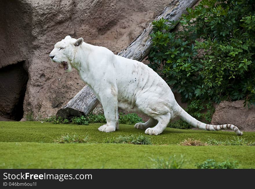 Clear white tiger peeing on green grass