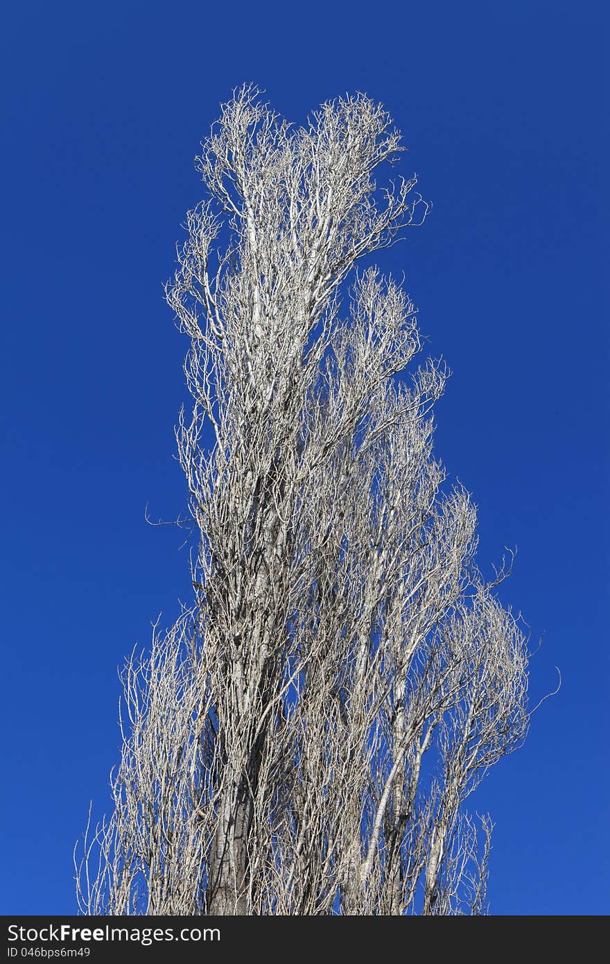 Row of beautiful Populus Alba trees over blue sky in winter. Row of beautiful Populus Alba trees over blue sky in winter