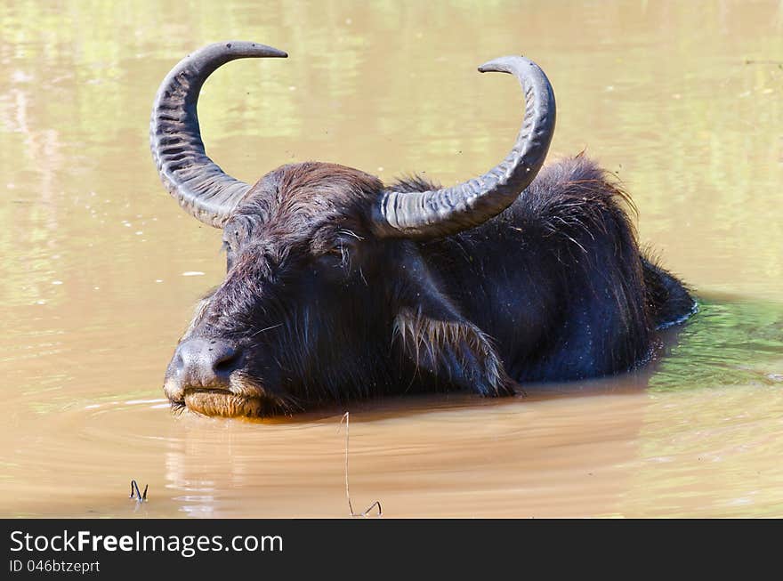 Scenery with a water buffalo in Shri Lanka at evening time. Scenery with a water buffalo in Shri Lanka at evening time