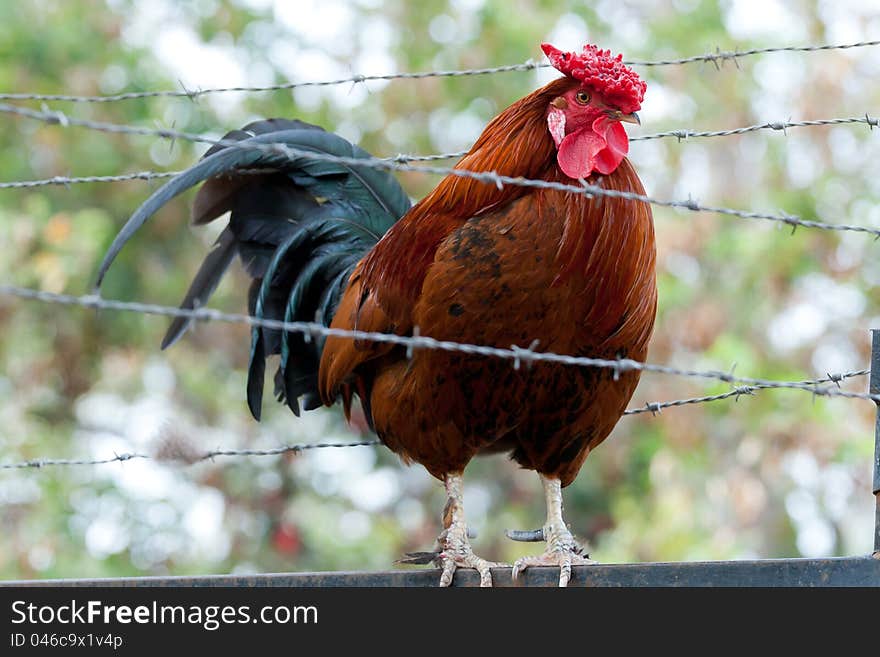 Cock  sitting on the fence with barbed wire. Cock  sitting on the fence with barbed wire