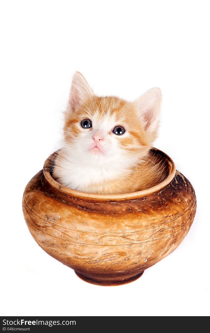 Red kitten in a clay pot