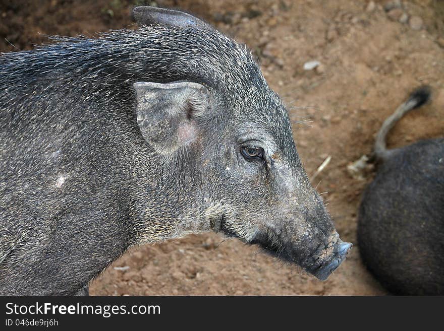 A wild pig in cool wet stable