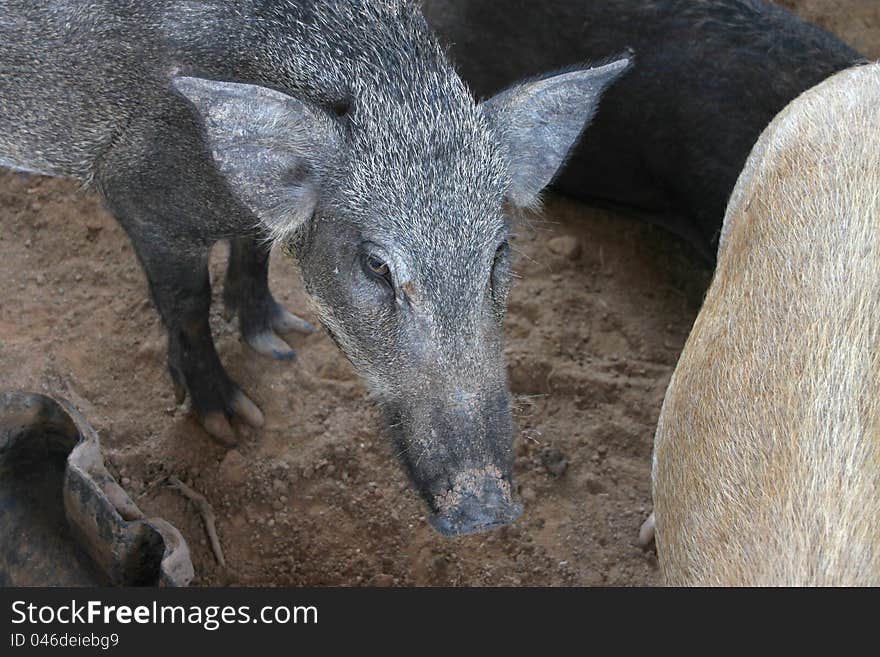 A wild pig in cool wet stable