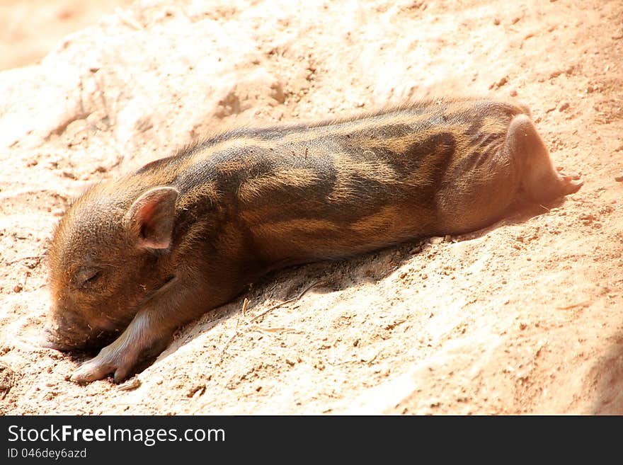 A wild pig is sleeping in cool wet stable