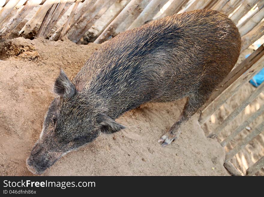 A wild pig in cool wet stable