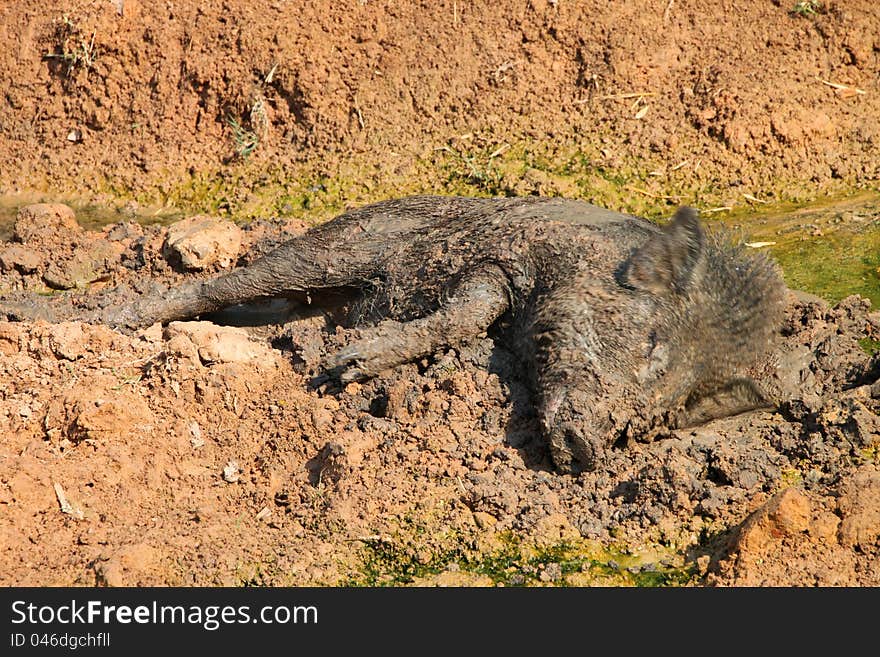 A wild pig is relax playing mud. A wild pig is relax playing mud