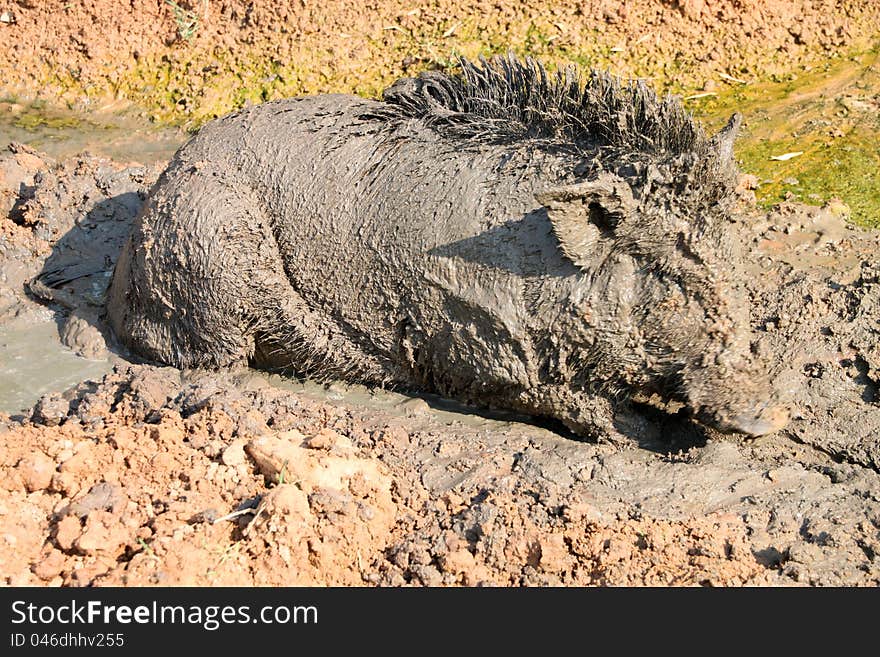 A wild pig is relax playing mud