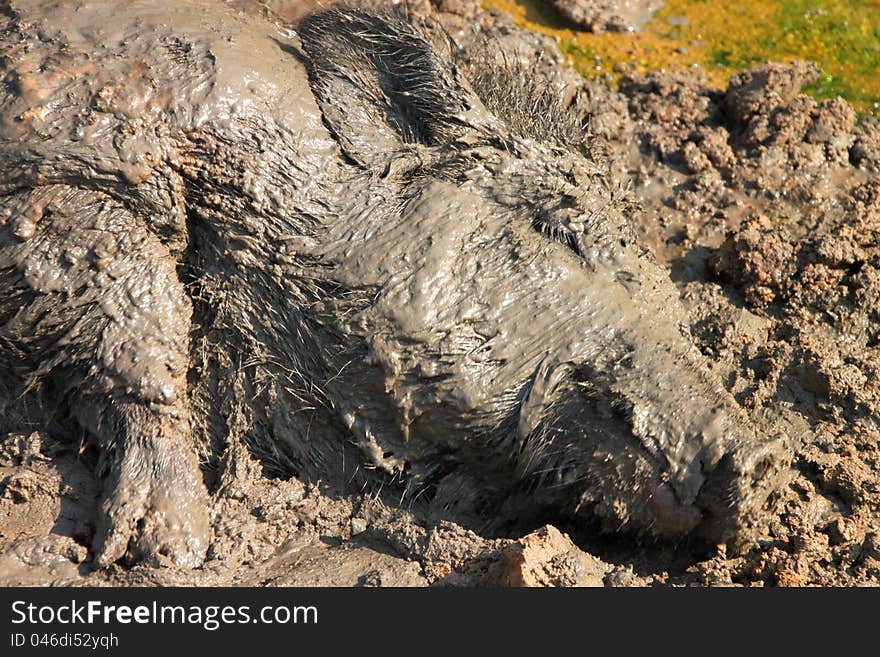 A wild pig is relax playing mud. A wild pig is relax playing mud