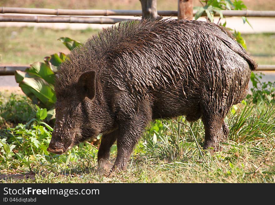 A wild pig is relaxing after playing mud