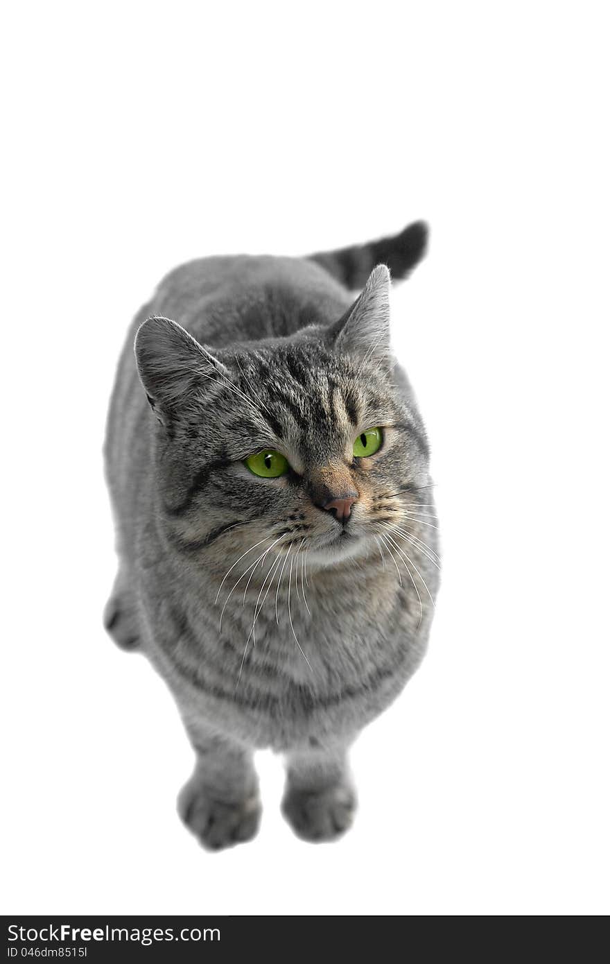 Gray cat on a white background