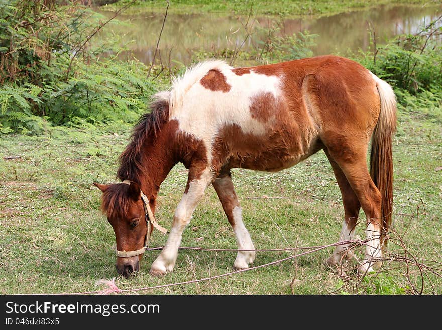 A horse is in country grass field