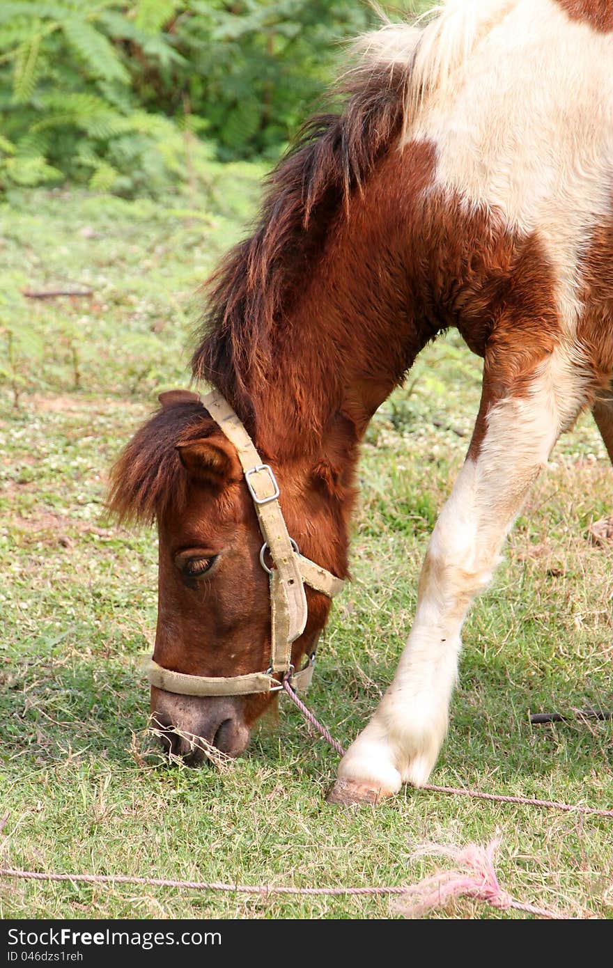 A horse is in country grass field