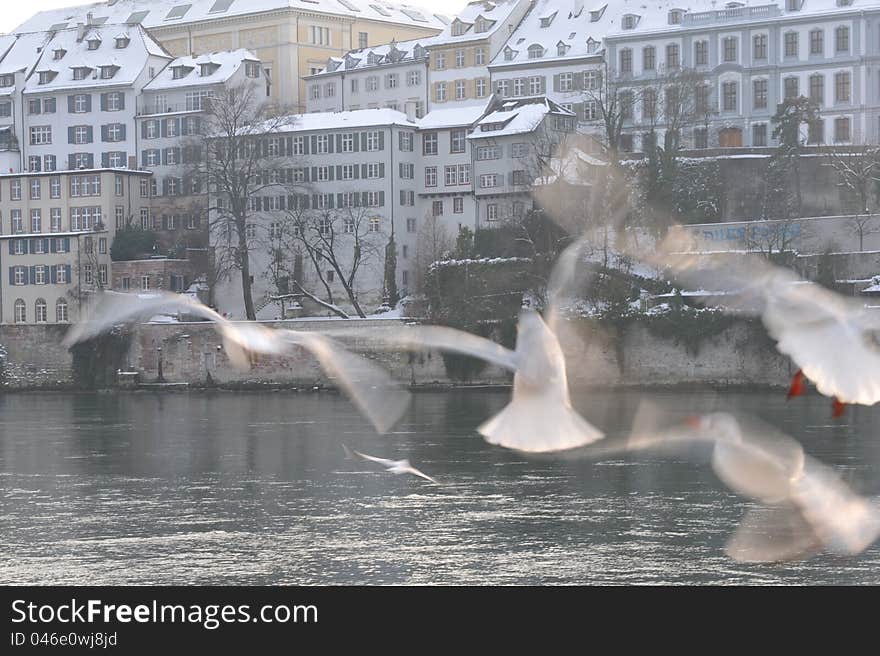 Birds In Basel