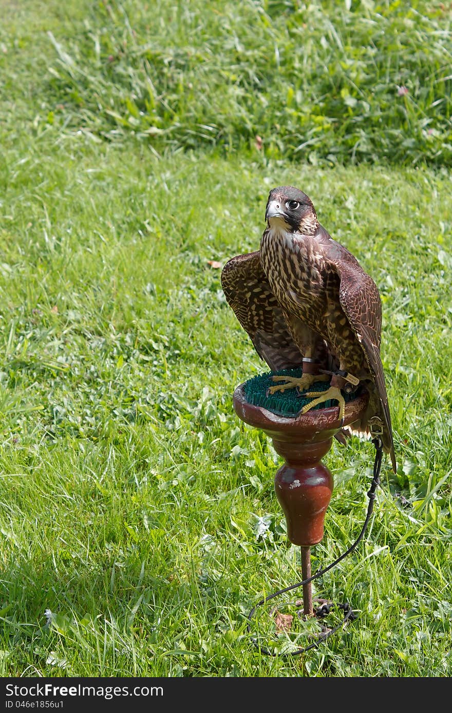Tame trained falcon sitting on a perch
