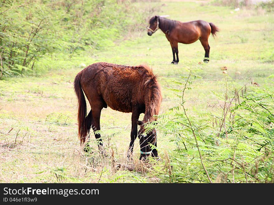 The horses are in country grass field