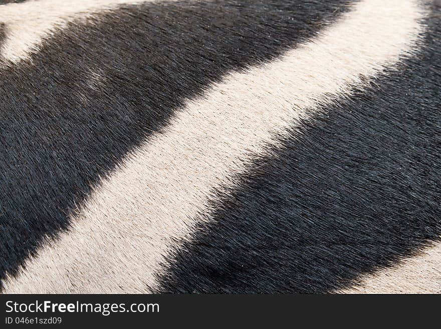 Closeup detail of zebra skin pattern background