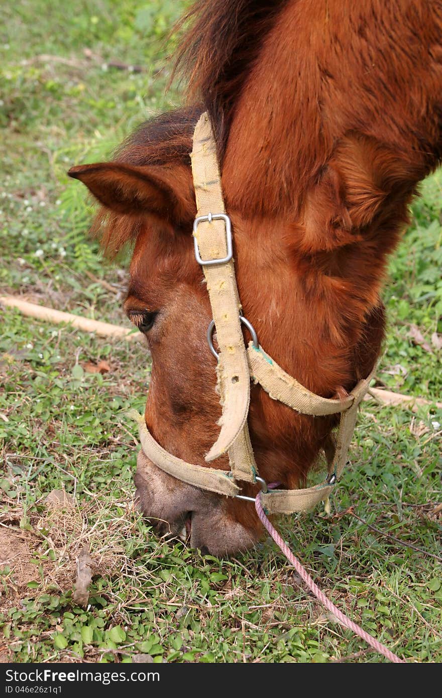 A horse is eating grasses in country field