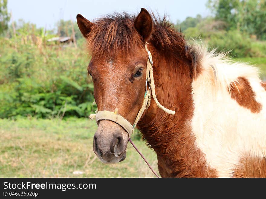 A horse is in country grass field