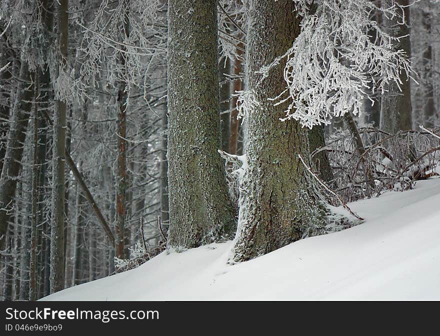 Winter background with a snow-covered wood landscape and a fur-tree. Ukraine, Carpathians. Winter background with a snow-covered wood landscape and a fur-tree. Ukraine, Carpathians