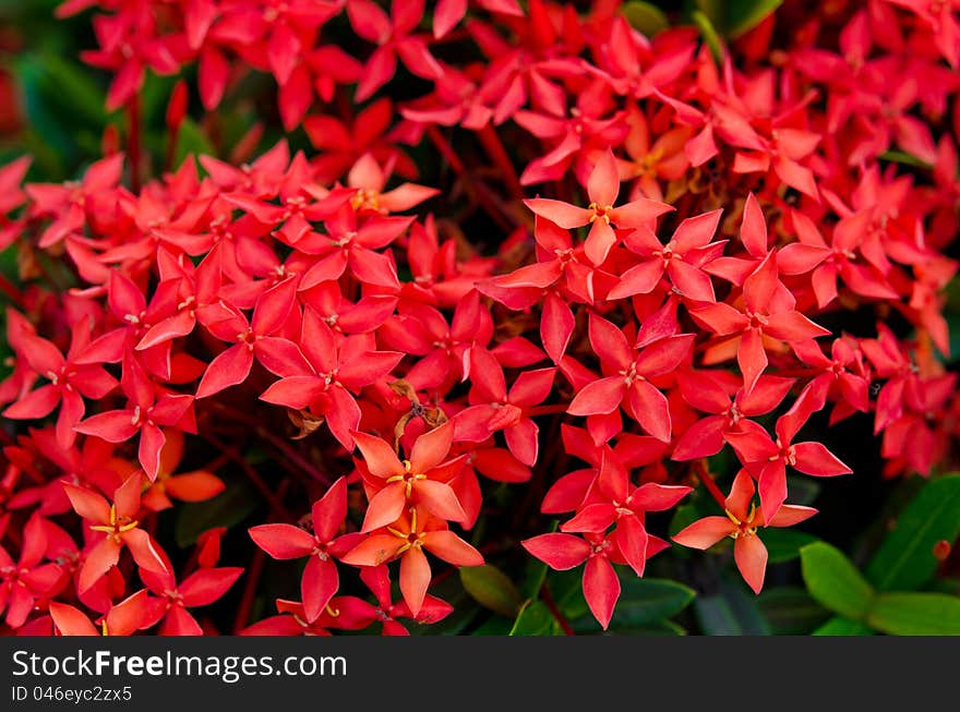 Bunch of red Ixora