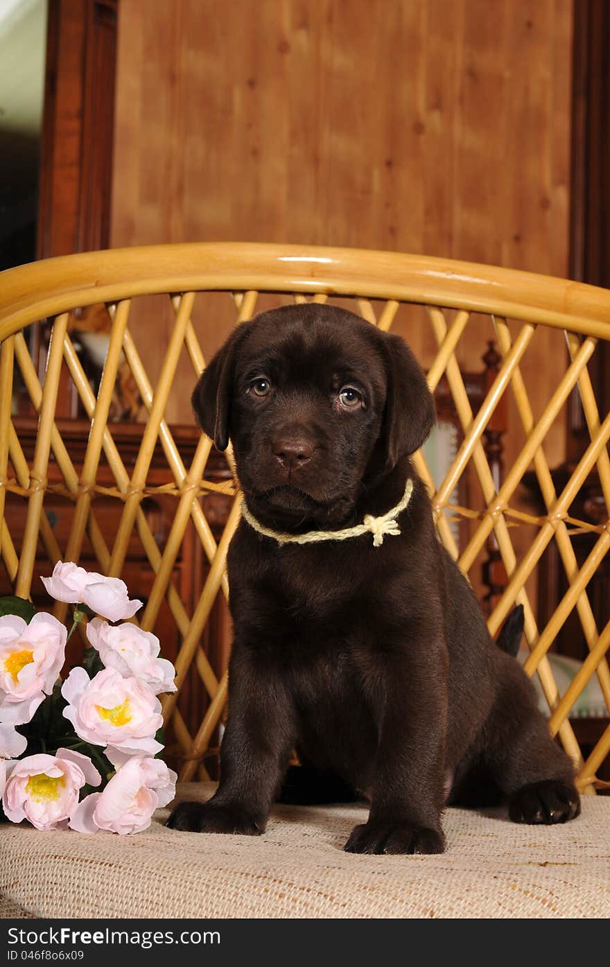 Portrait of labrador puppy brown color sits on the chair with bunch of flowers and looking at camera. Portrait of labrador puppy brown color sits on the chair with bunch of flowers and looking at camera