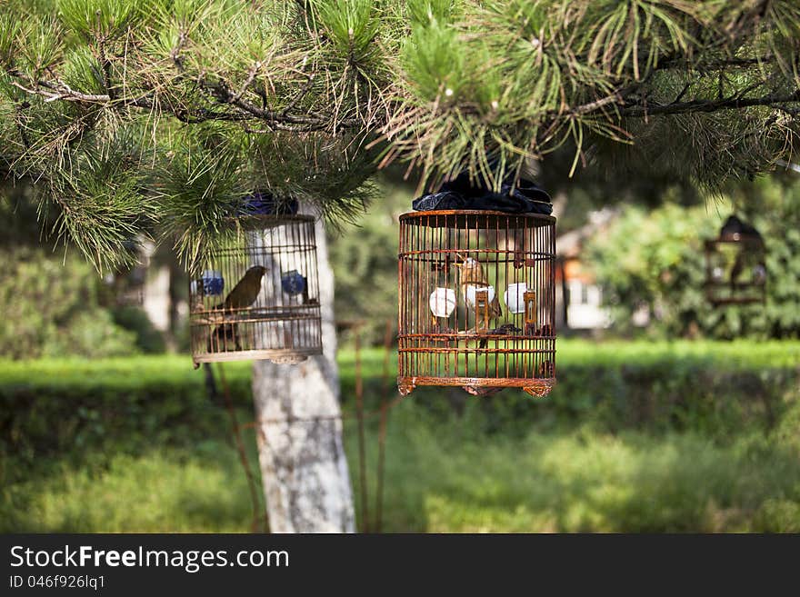 Bird in cage