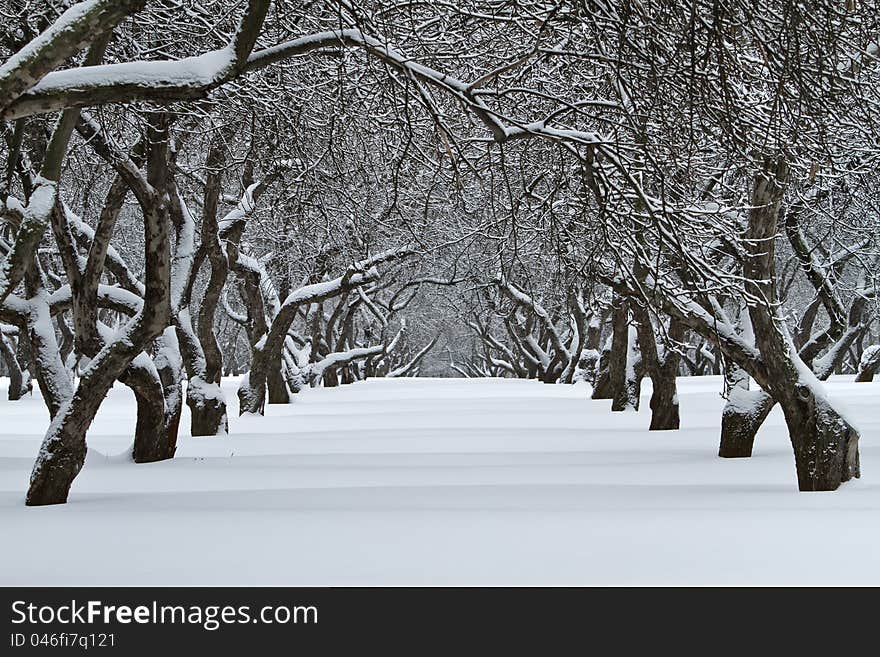 Apple orchard in the winter, covered with fresh snow on an overcast day. Apple orchard in the winter, covered with fresh snow on an overcast day