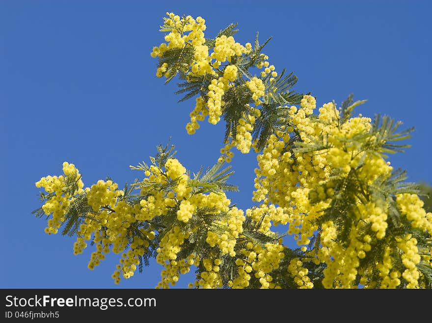 Mimosa flowers on plant