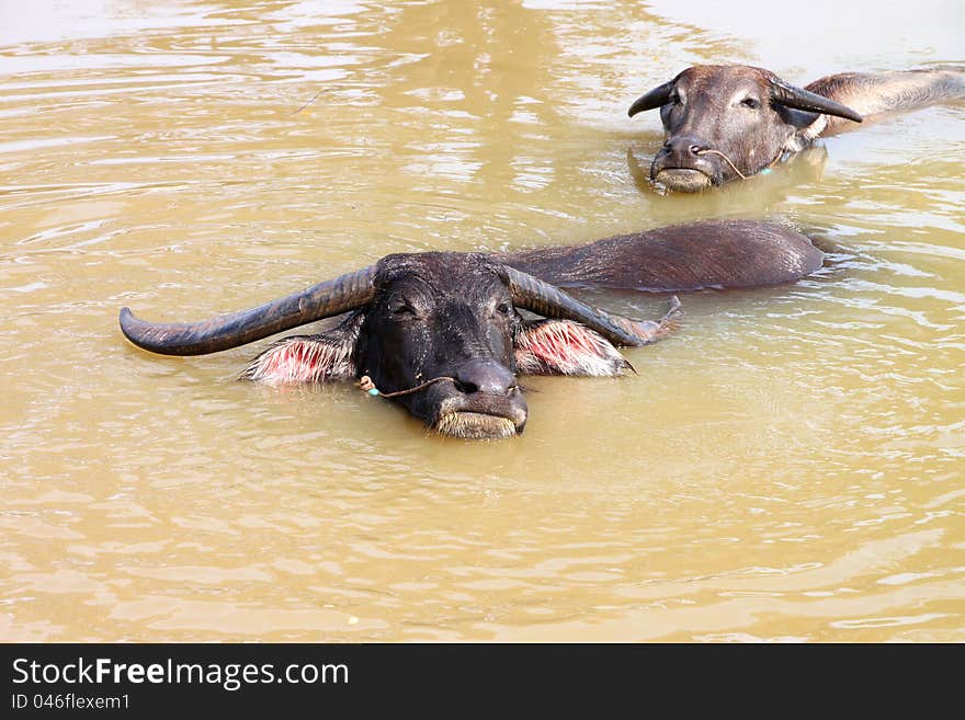 Buffalos are relax playing on pond