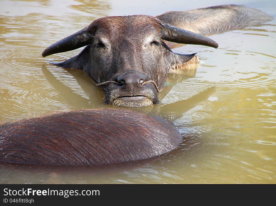 Buffalos Are Relax Playing On Pond