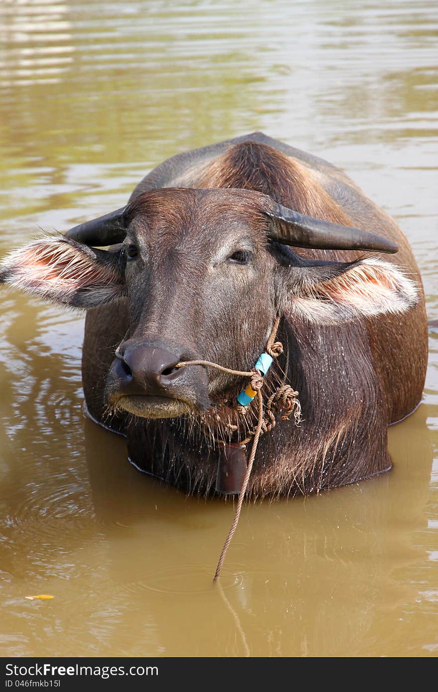 A Buffalo Is Relax Playing On Pond