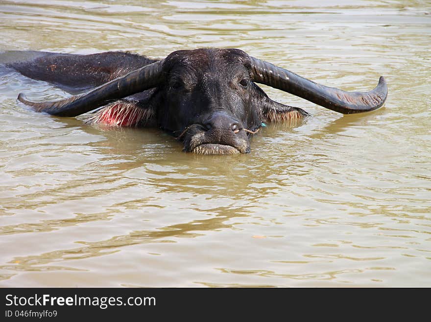 A buffalo is relax playing on pond