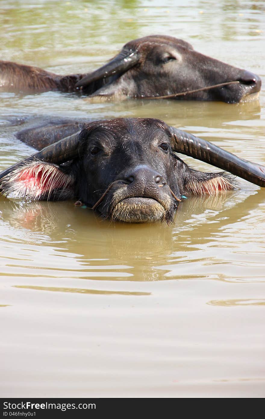 Buffalos are relax playing on pond