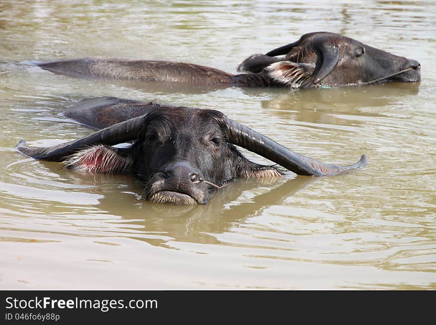 Buffalos are relax playing on pond