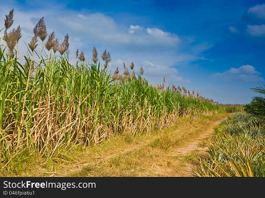 Pineapple field and corn field. Pineapple field and corn field