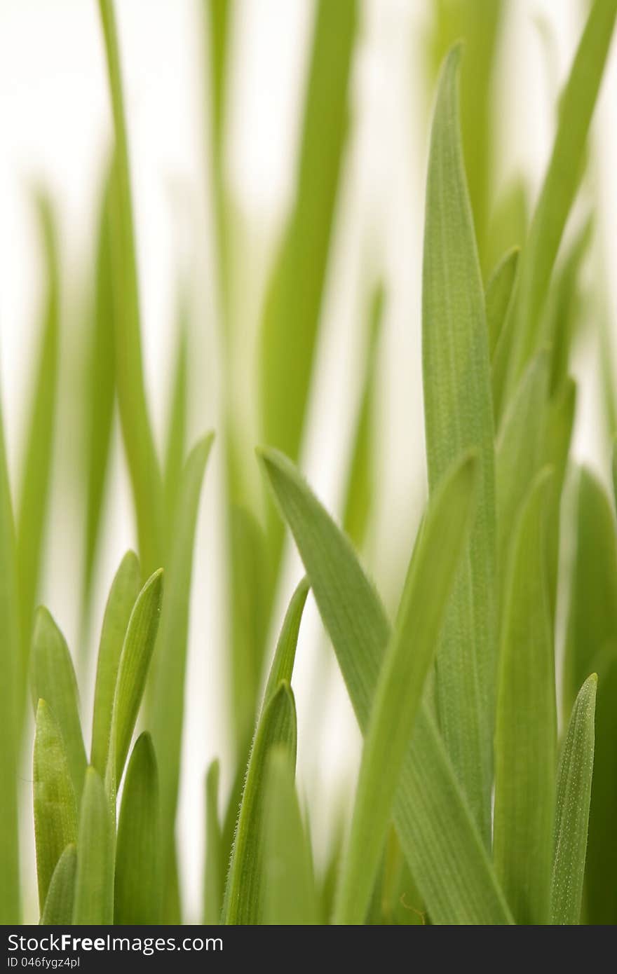 Fresh green grass background  on white