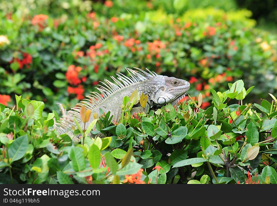 Young Lizard on colorful bushes in a sunny day. Young Lizard on colorful bushes in a sunny day.