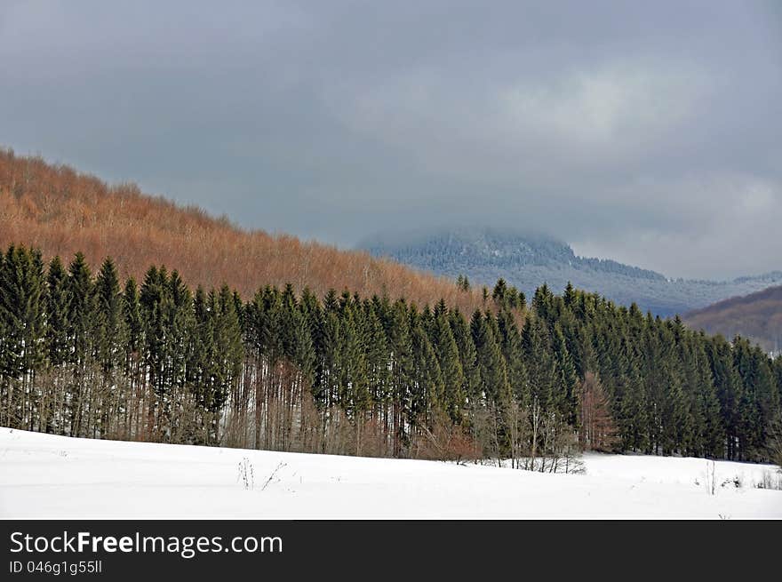 Fairy tale alley in deep winter forest. Fairy tale alley in deep winter forest