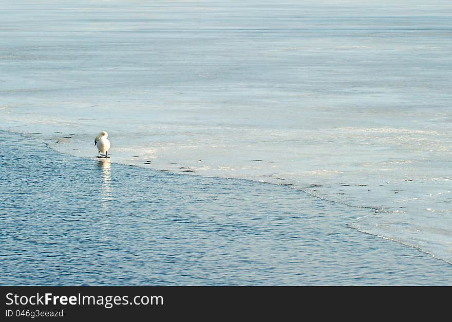 Lonely swan