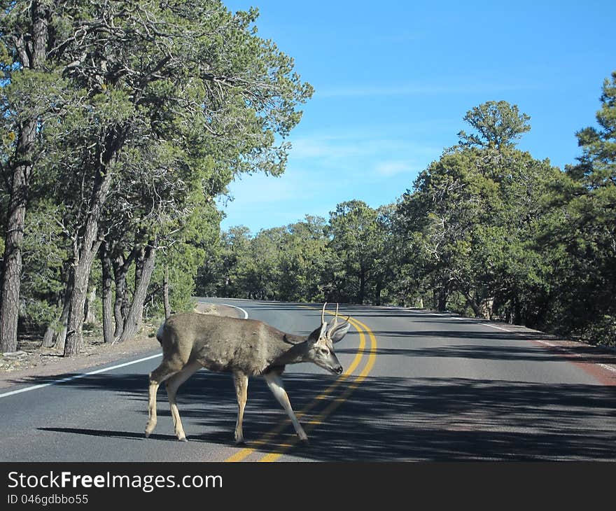 Deer on the road