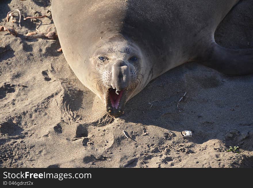 Elephant seal colony on an californian beach. Elephant seal colony on an californian beach