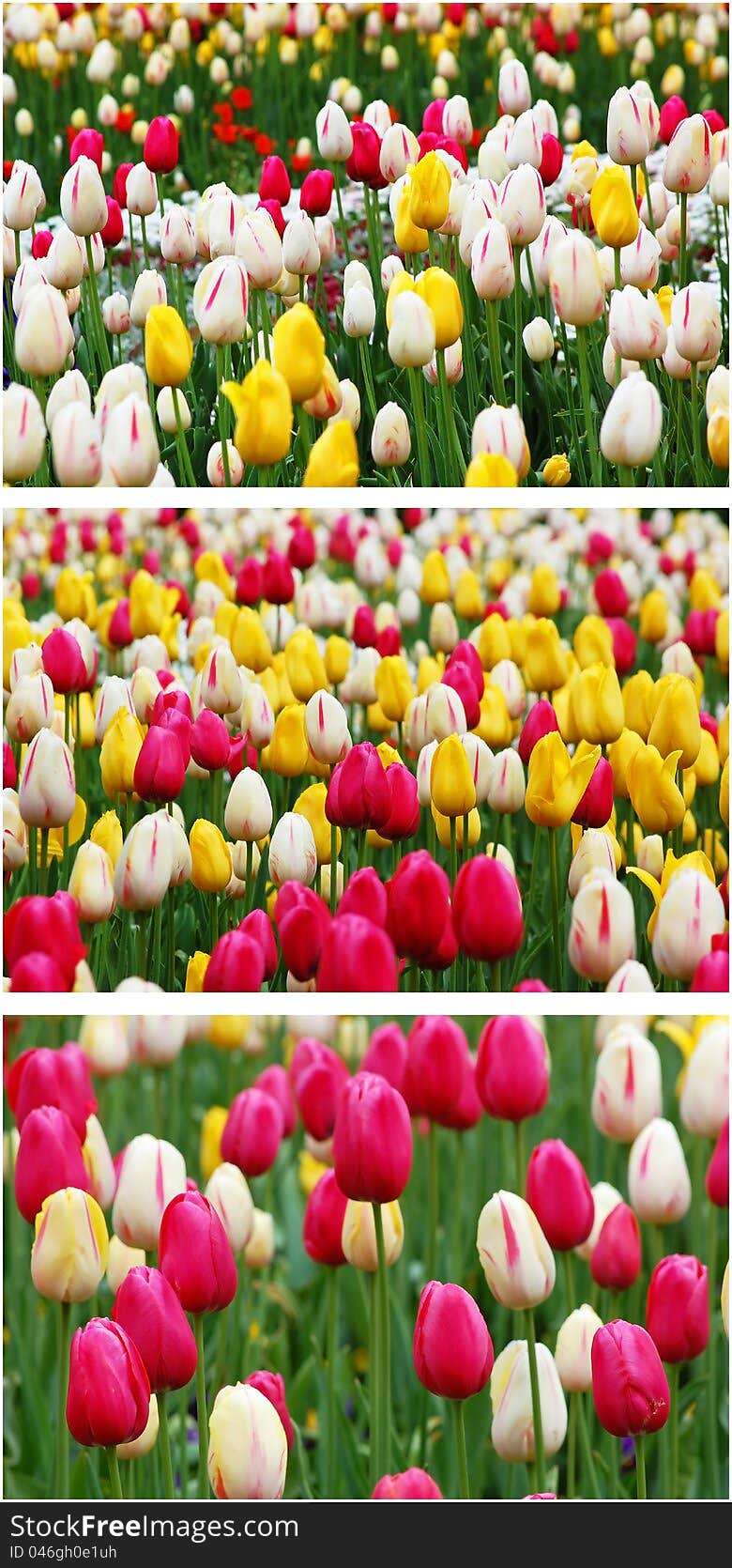 Collage from different tulip flowers. Collage from different tulip flowers