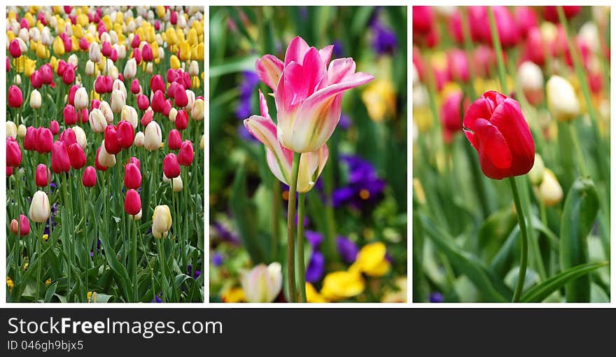 Collage from different tulip flowers. Collage from different tulip flowers