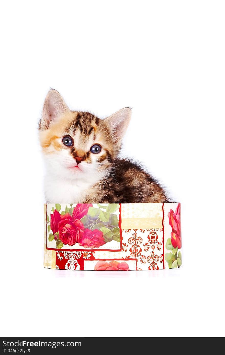 Multi-colored kitten in a gift box